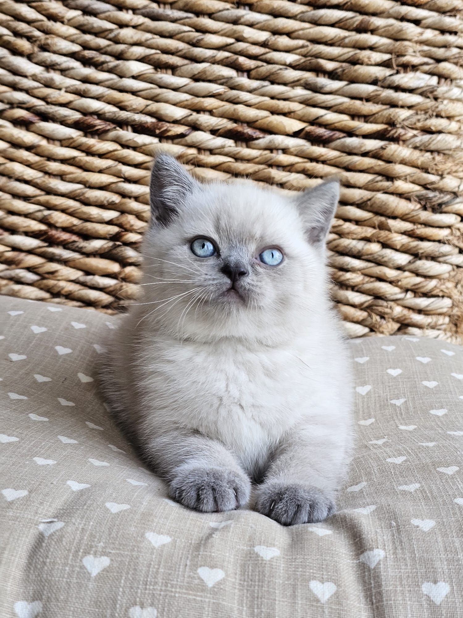Image of Baby_1