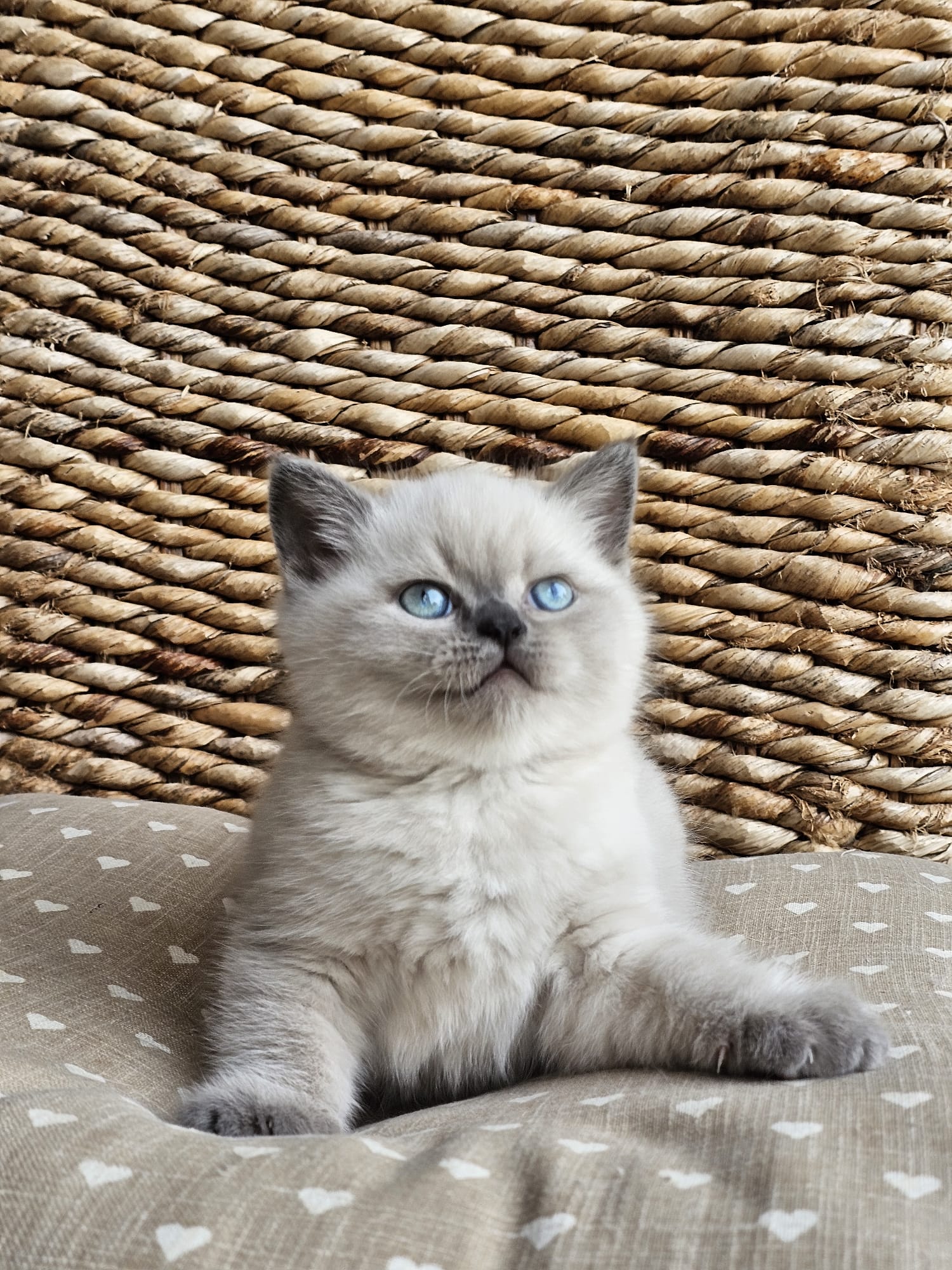 Image of Baby_2