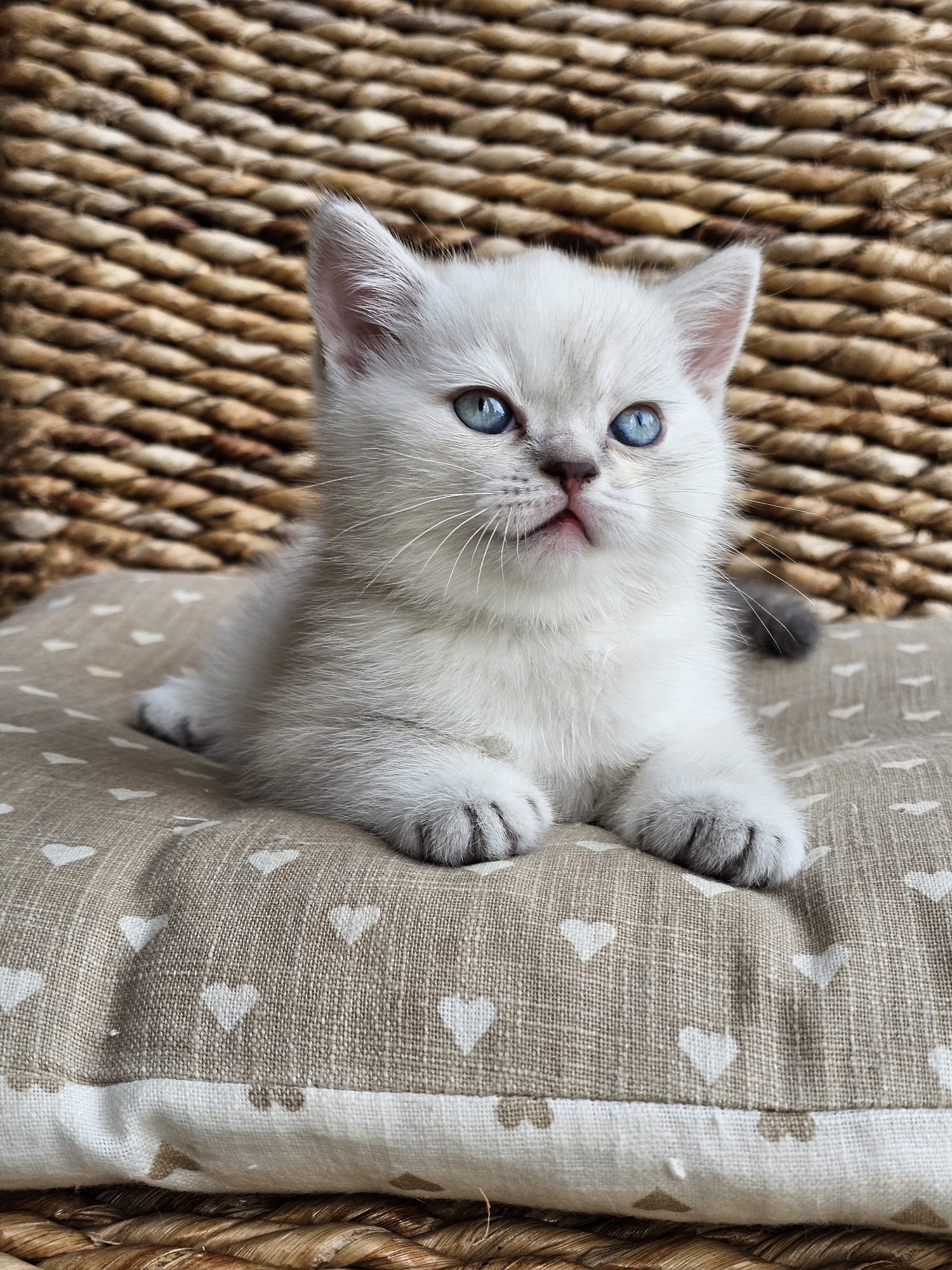 Image of Baby_3