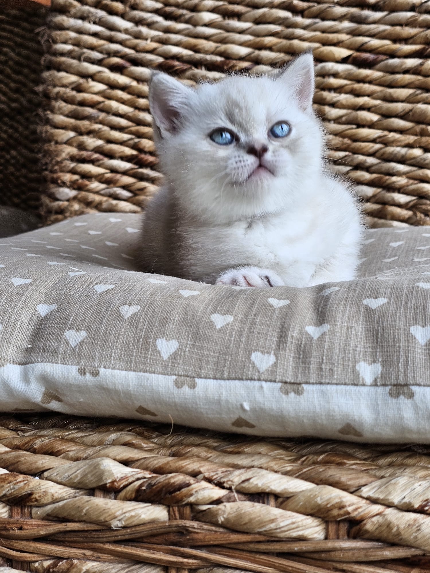 Image of Baby_4