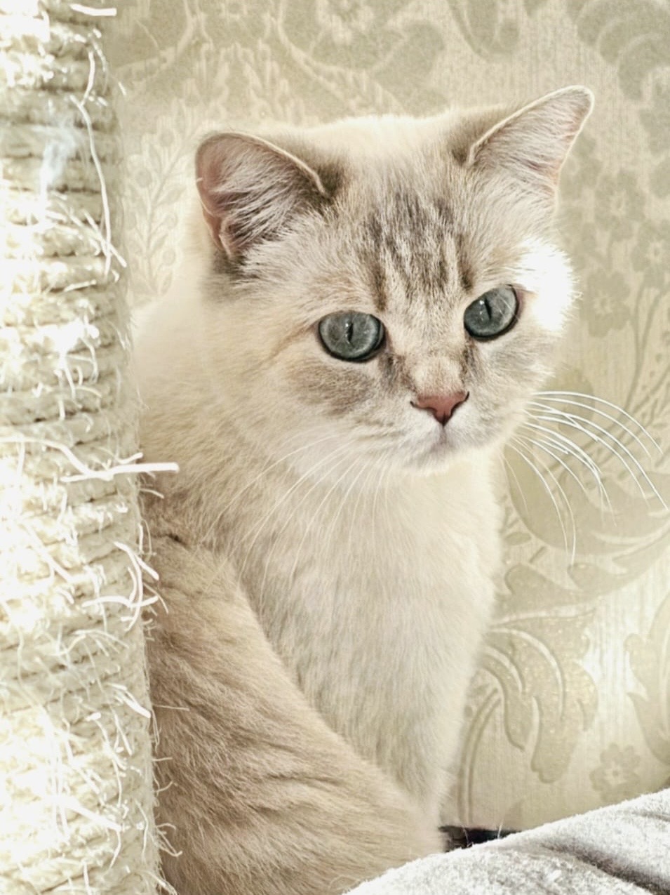 Image of Krista Henriette von Tischlietz